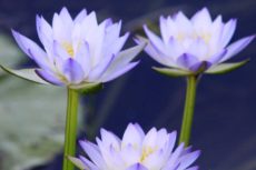 Growing Water Lilies in Perth