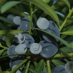 伊拉瓦拉梅(Podocarpus elatus) -灌木塔克
