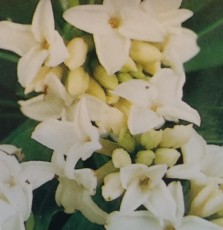 达芙妮,白色的花朵
