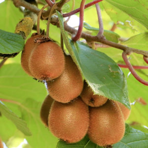 猕猴桃的葡萄树